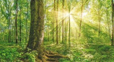 Free Reiki Energy Transfer