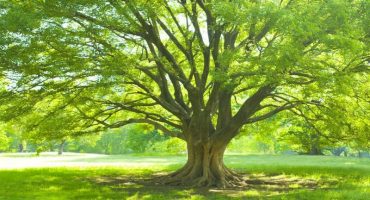 Free Reiki Energy Transfer