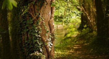 Free Reiki Energy Transfer