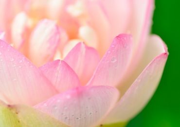 21 Taras Meditations