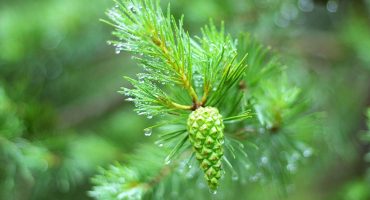 Inner Peace and Happiness Pearls of Wisdom