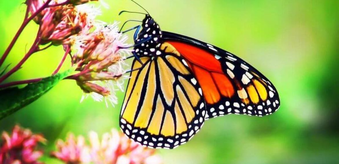Holistic Healing Centers in Ancient Greece