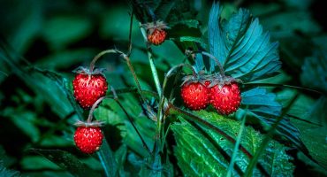 Full Strawberry Moon Blessings